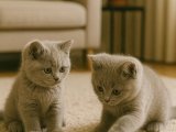 British Shorthair kaliteli kızkardeşler