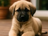 Gücün temsili o Kangal oğlumuz