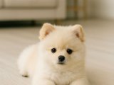 Pamuk gibi Pomeranian Boo minnak kızımız
