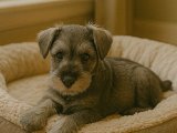 Son zamanların rağbet gören güzelliği Schnauzer