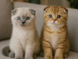 Dişi erkek Scottish Fold minnaklarımız