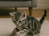 American Shorthair yaramaz bıdık oğlumuz