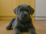 Güven veren Cane Corso köpeği her eve lazım