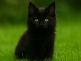 Kara oğlan orijinal Maine Coon yavrumuz