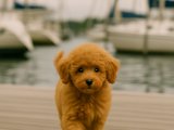 Ömürlük dostunuz Toy Poodle kızımız