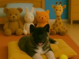 American Akita kızımız çocuğunuzun yeni oyun arkadaşı