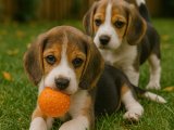 Beagle kardeşler yuvalanmaya hazır