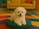 Bişon Çuha Köpeği tatlılar tatlısı kızımız