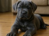 Sırtınızı dayayabileceğiniz bir dost Cane Corso oğlumuz