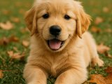 Akıl küpü dişi Golden Retriever oğlumuz