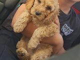 3 aylık erkek cockapoo şirin yavru