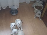 Ragdoll yavrularımız yuvasını ariyor