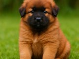 Şu rengin güzelliği yeter Kafkas Çoban Köpeği oğlumuz