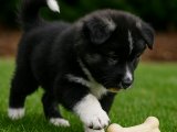 Irkının sağlam bir örneği Kafkas Çoban Köpeği yavrumuz
