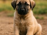 Dik duruşlu asil Kangal oğlumuz