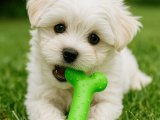 Anatomi harikası bir Maltese terrier erkek yavru