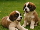 Dişi ve erkek Saint Bernard orijinal yavrular