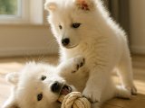 Pamuk kadar hafif tüylü Samoyed kızımız