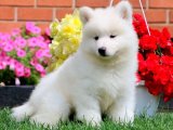 Pamuk gibi yumuşacık Samoyed yavrumuz