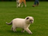 Sağlık garantili sıfır kulak Scottish Fold Blue Point