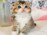 Göz alıcı bir kürke sahip Scottish Fold kızımız