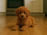 Karizmatik büyümeyen köpek Toy poodle oğlumuz