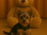 Sevimli vede oyuncu Yorkshire Terrier yavru