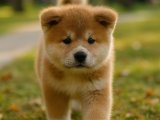 Tombalak Japon Akita Inu erkek yavrumuz