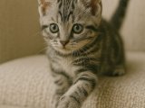 Oyuncu kız American Shorthair yavrumuz