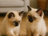 Dişi erkek Birman kedisi yavrularımız