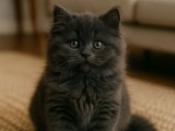 Top surat bir British Longhair yavru sizlerle