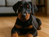Doberman oğlumuz çok başka