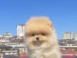 AYI SURAT POMERANİAN BOO YAVRULAR