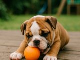 İngiliz Bulldog sütlü kahve oğlumuz