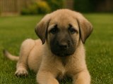 Dişi irisi Kangal bebişimiz