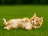 Sarışın bomba Maine Coon kızımız