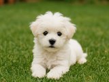 Maltese Terrier minik güzel prensesimiz