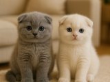 Birbirinden minnoş Scottish Fold kızlarımız