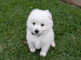 Spitz pamuk oğlan yavrumuz