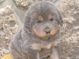 Dişi Tibet Mastiff yavrumuz
