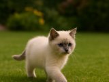 Karizma British Shorthair Blue Point oğlumuz