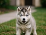 Sibirya Kurdu (Husky) güzel bebeğimiz