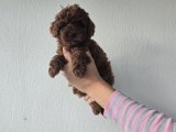 Korekan Toy Poodle Yavrular .......