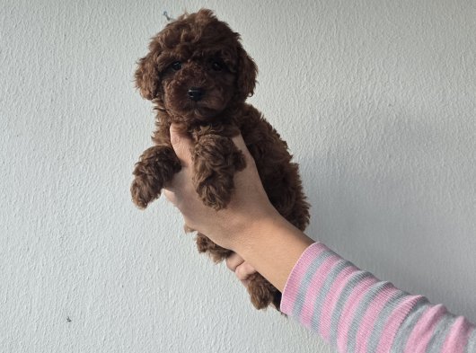 Korekan Toy Poodle Yavrular .......