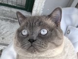 Erkek kedim paşayı ücretsiz sahiplendirmek istiyorum