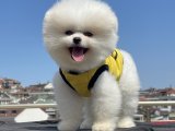 AYI SURAT POMERANİAN BOO
