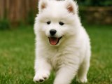 Pamuk prenses Samoyed kızımız