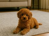 Sağlık garantili Toy Poodle kızımız