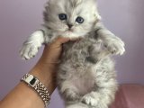 Scrli babanın yavrusu Scottish Fold