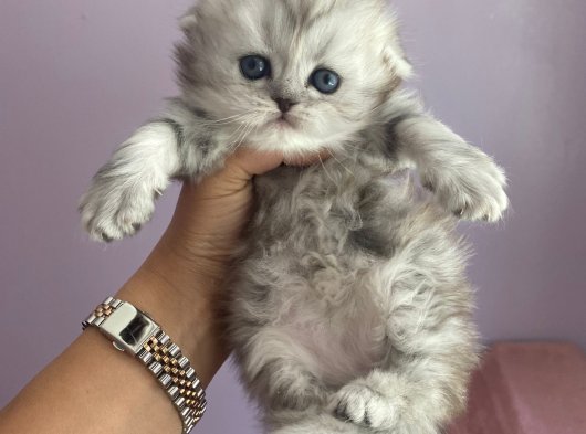Scrli babanın yavrusu Scottish Fold